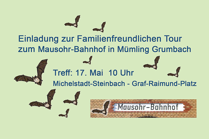 Mausohrbahnhof Fledermäuse im Mausohrbahnhof